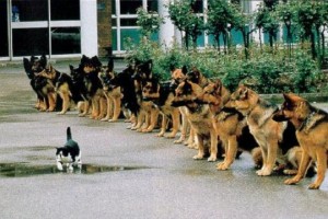 cat-guts